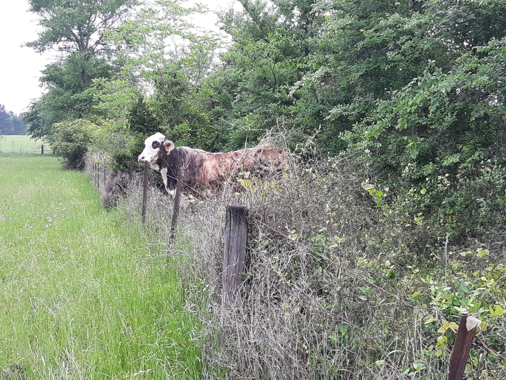 And the Cow Jumped Over the…Fence!